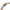 Women Norcia Brown  38.5X20mm Watch